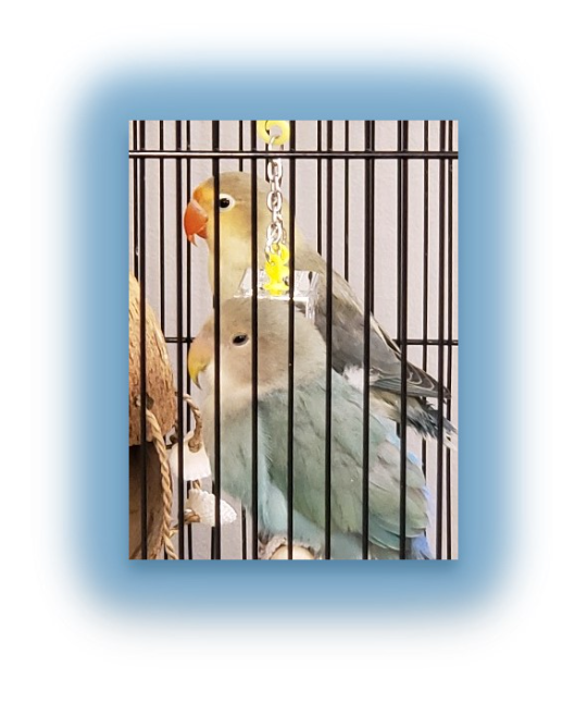 Two colorful lovebirds perched inside a cage.